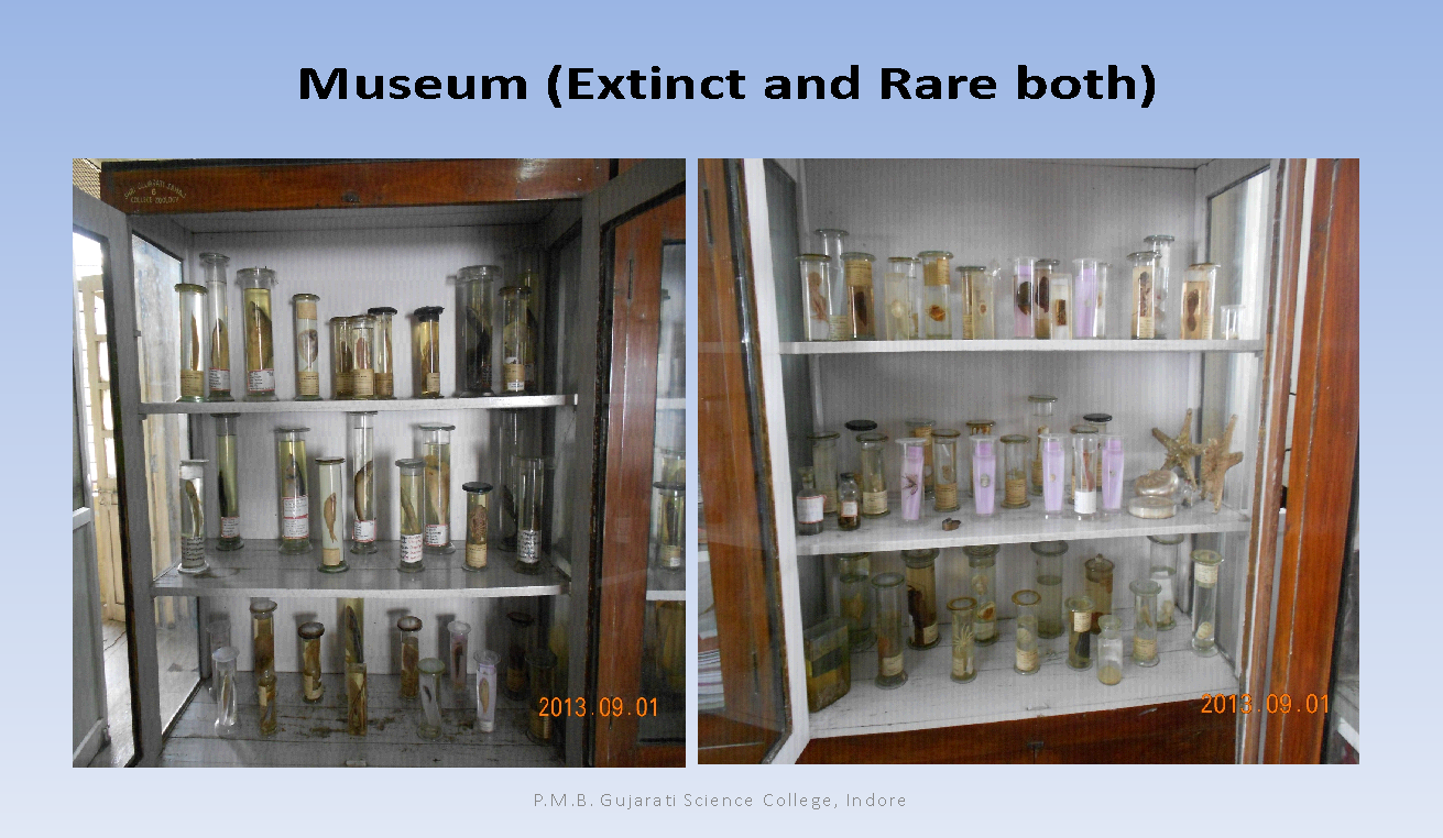 Zoology P.M.B. Gujarati Science College, Indore